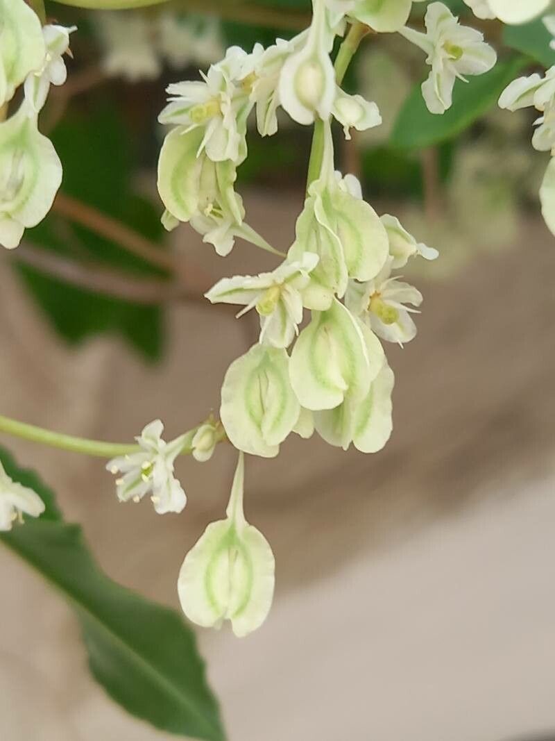 Fallopia aubertii fruit