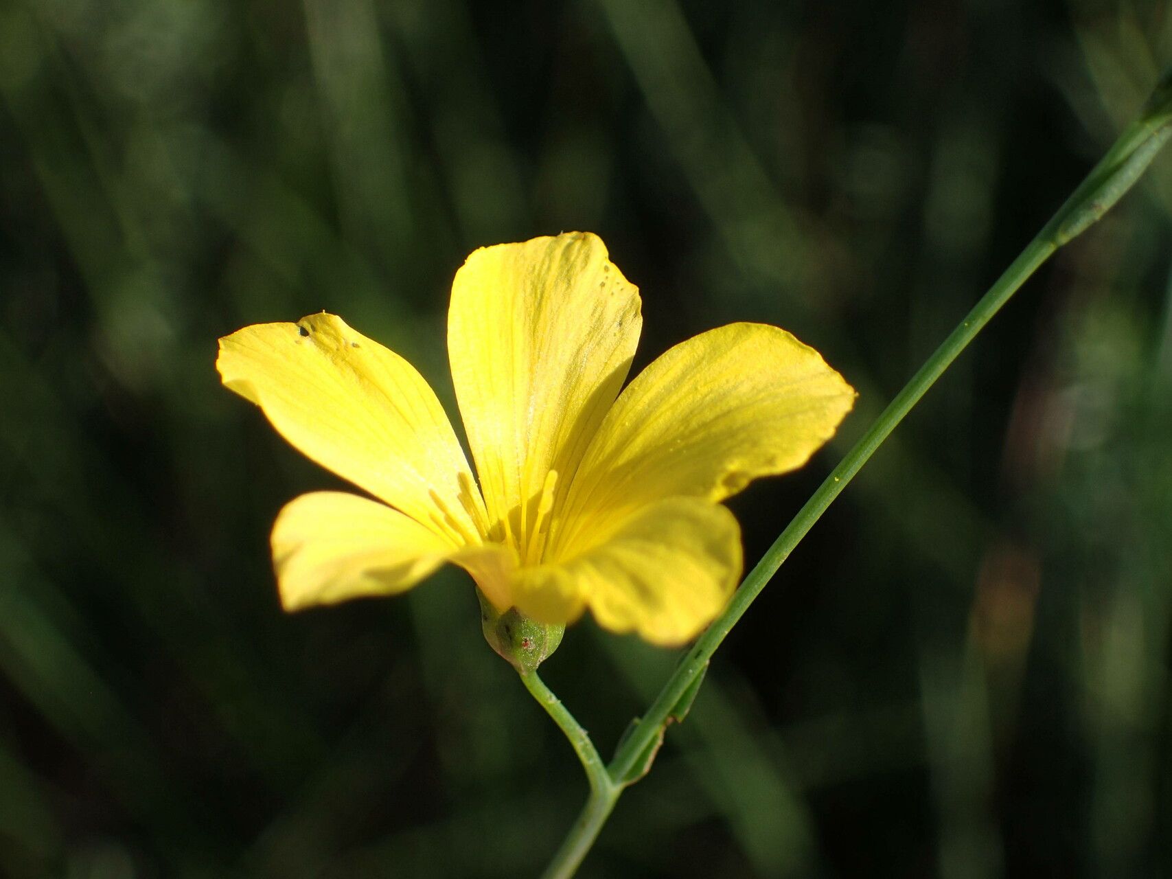 Linum maritimum flower