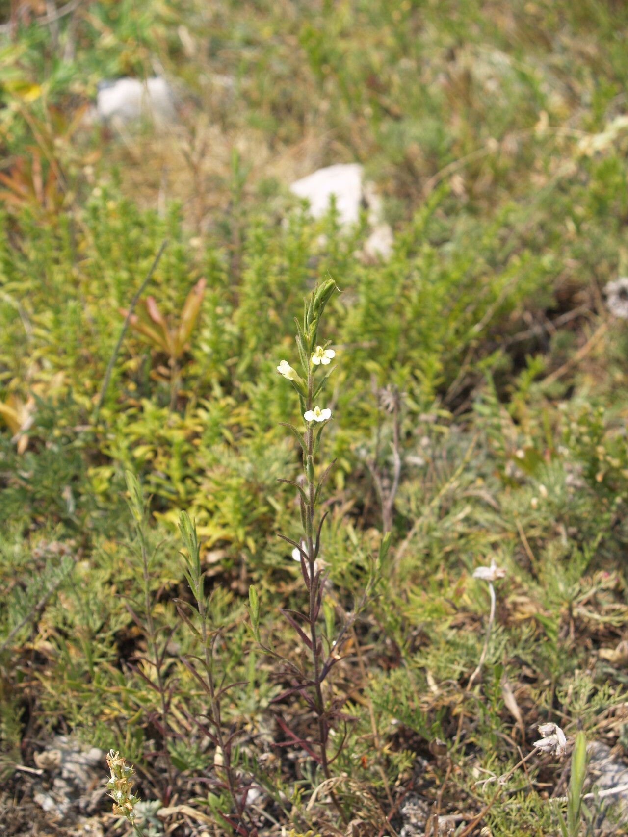 Odontites glutinosus habit