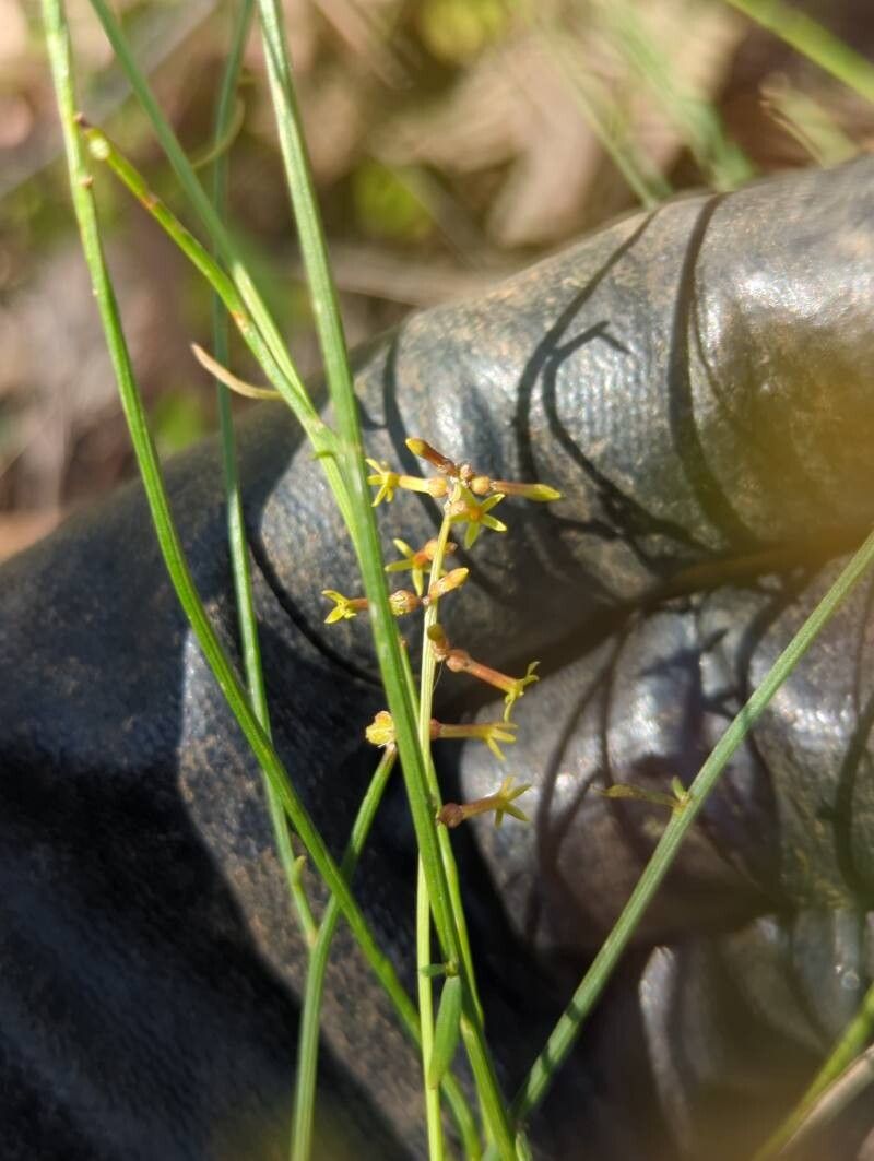 Stackhousia viminea — houseplant care guide