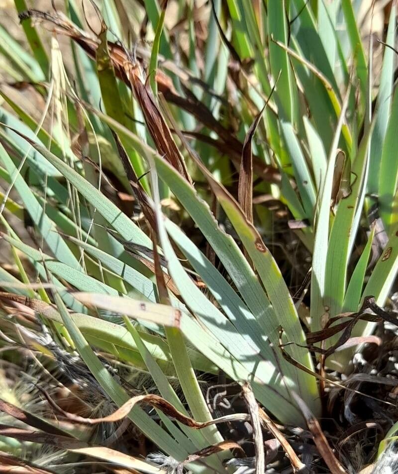 Sisyrinchium papillosum — search result for 'Sisyrinchium'