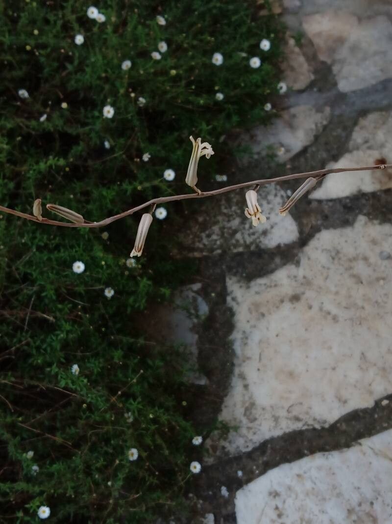 Haworthiopsis venosa flower