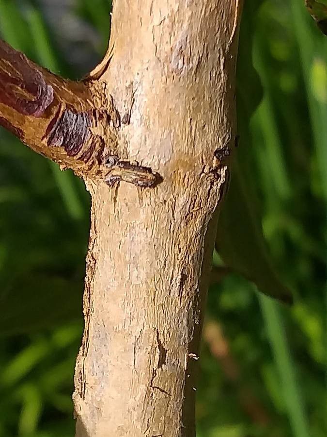Dipelta yunnanensis bark
