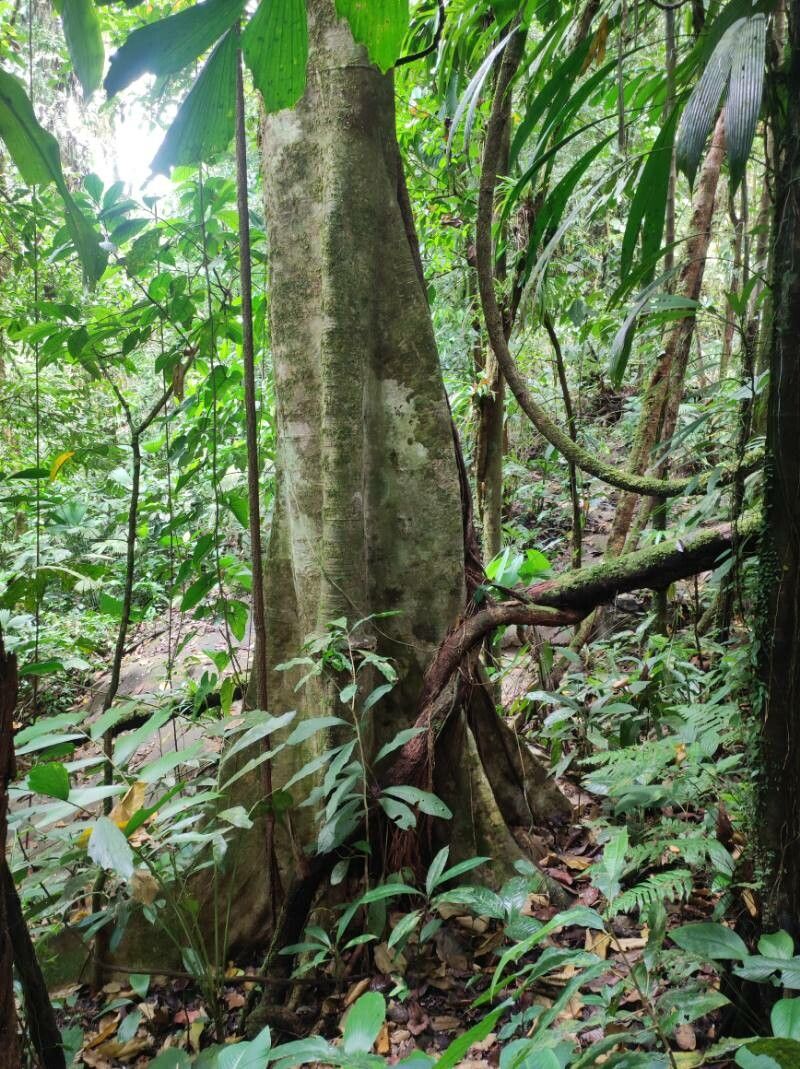 Matisia tinamastiana bark