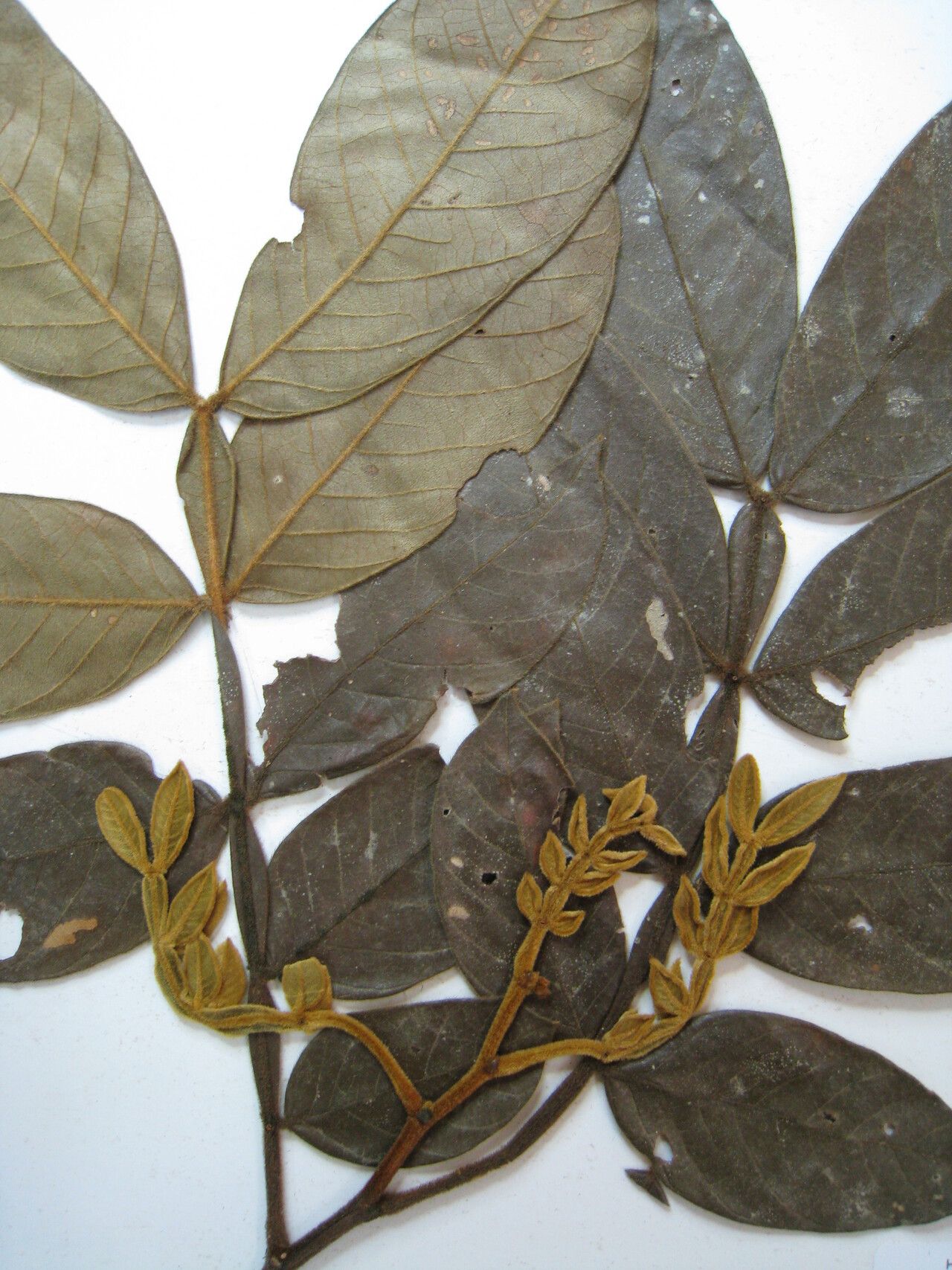 Inga cayennensis other