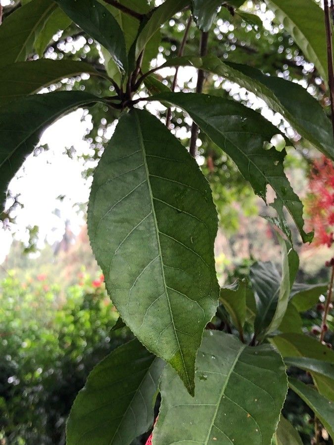 Barringtonia acutangula leaf