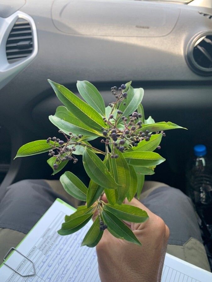 Miconia ligustroides flower