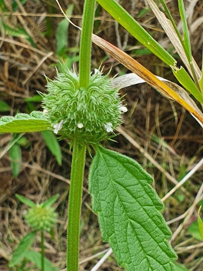 Leucas deflexa flower