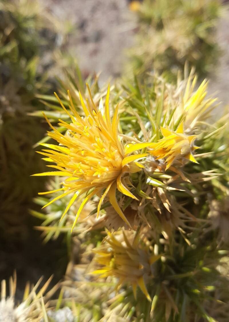Chuquiraga rosulata flower
