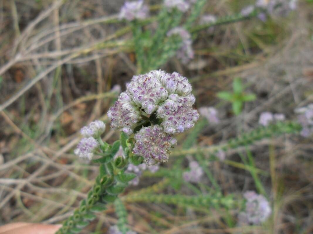 Hyptis crenata flower