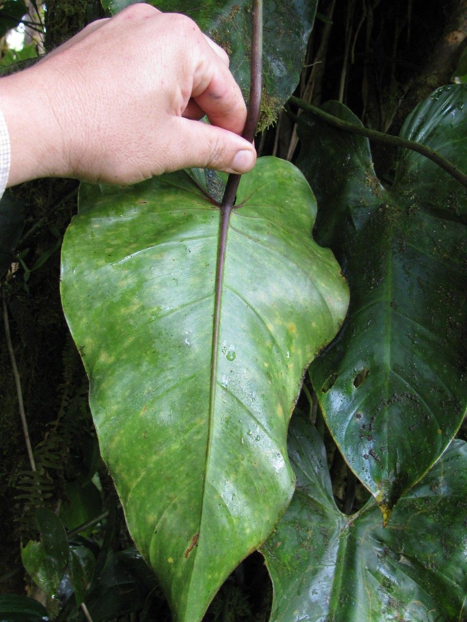 Philodendron cotonense other