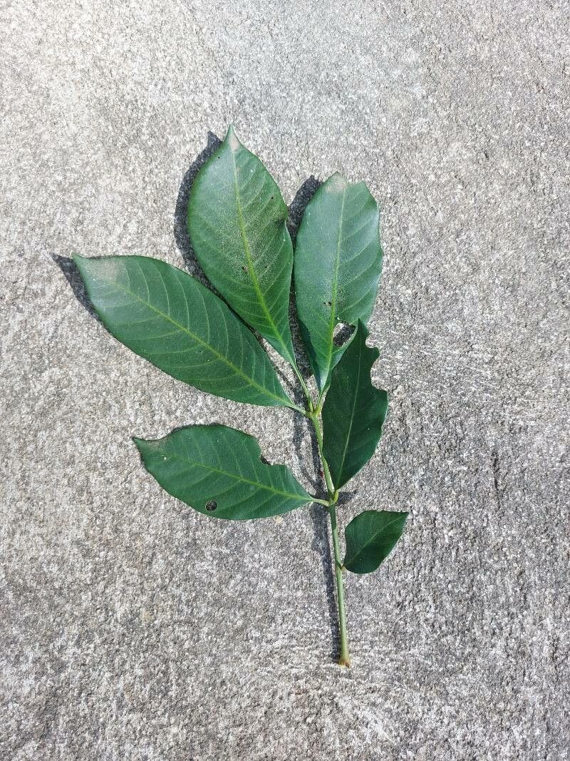 Trichilia martiana — houseplant care guide