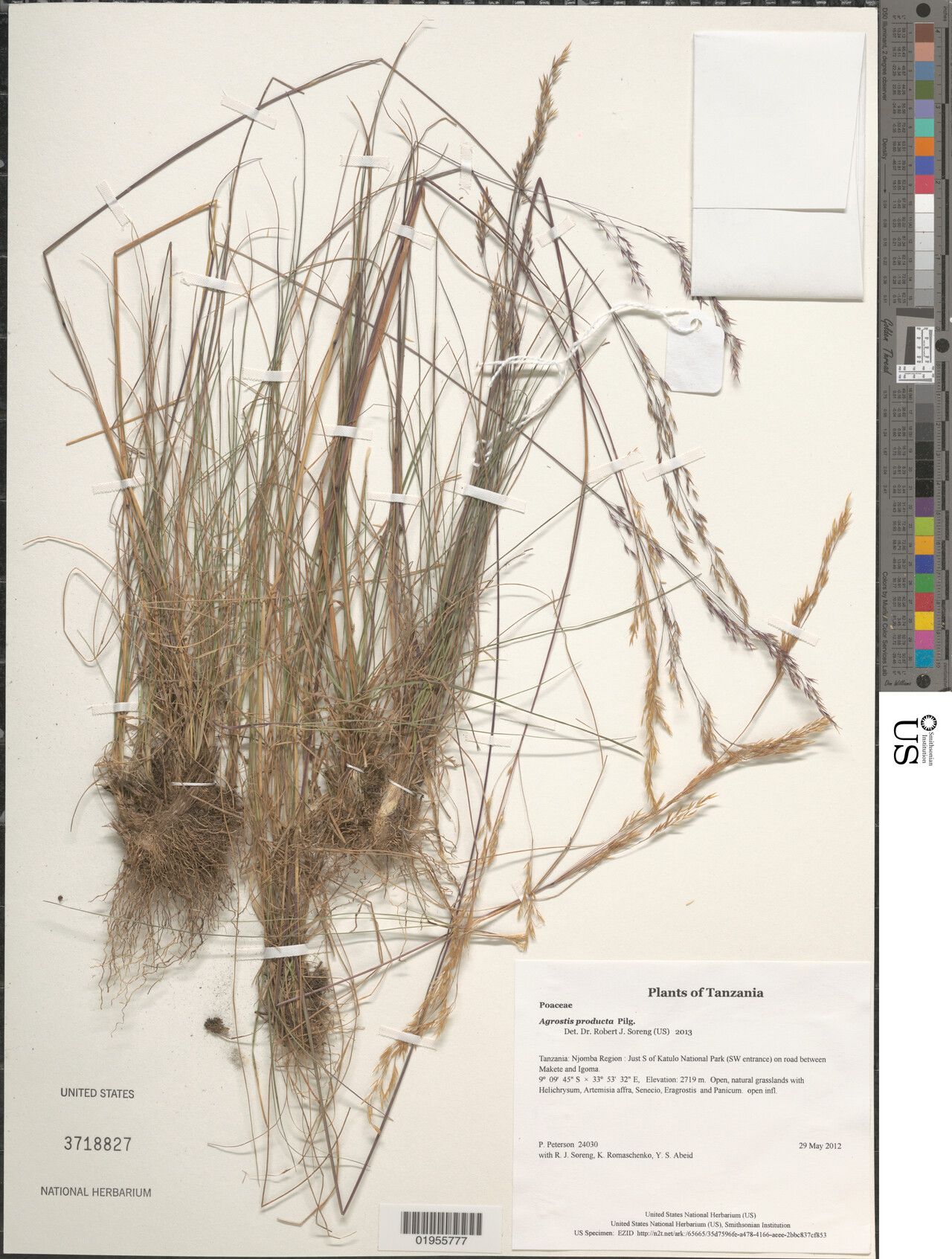 Agrostis producta — houseplant care guide