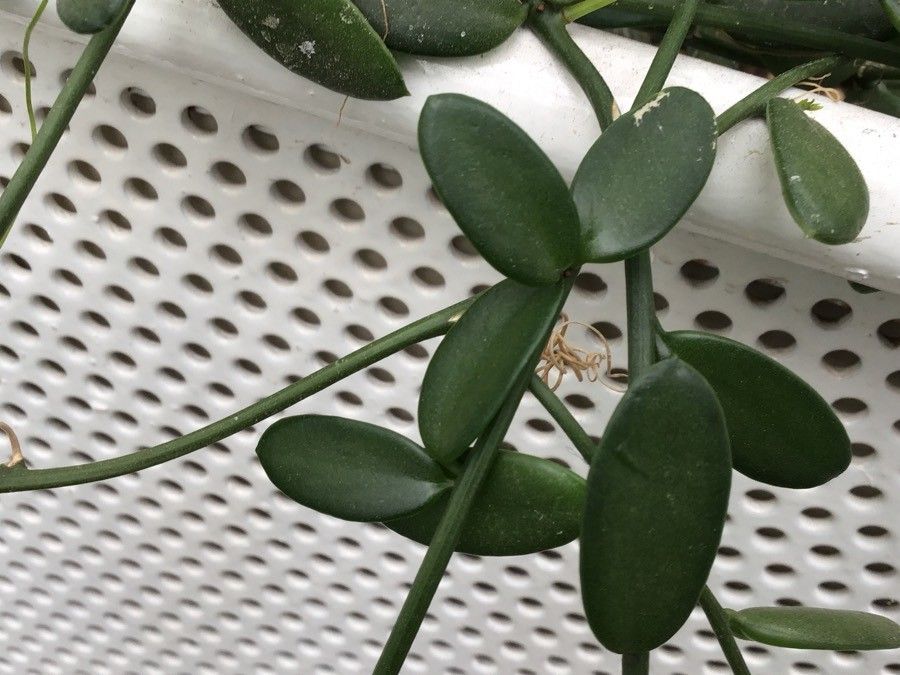 Xerosicyos decaryi leaf