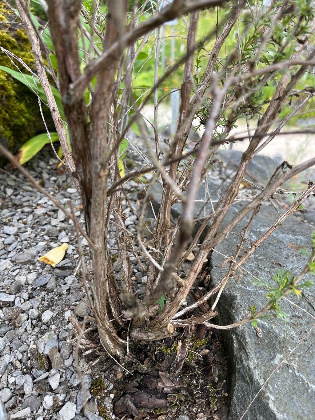 Purshia mexicana bark