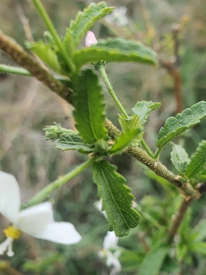 Hibiscus micranthus — search result for 'Hibiscus'