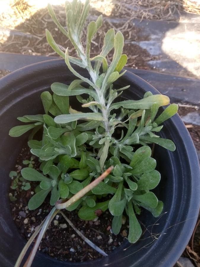 Helichrysum fontanesii leaf