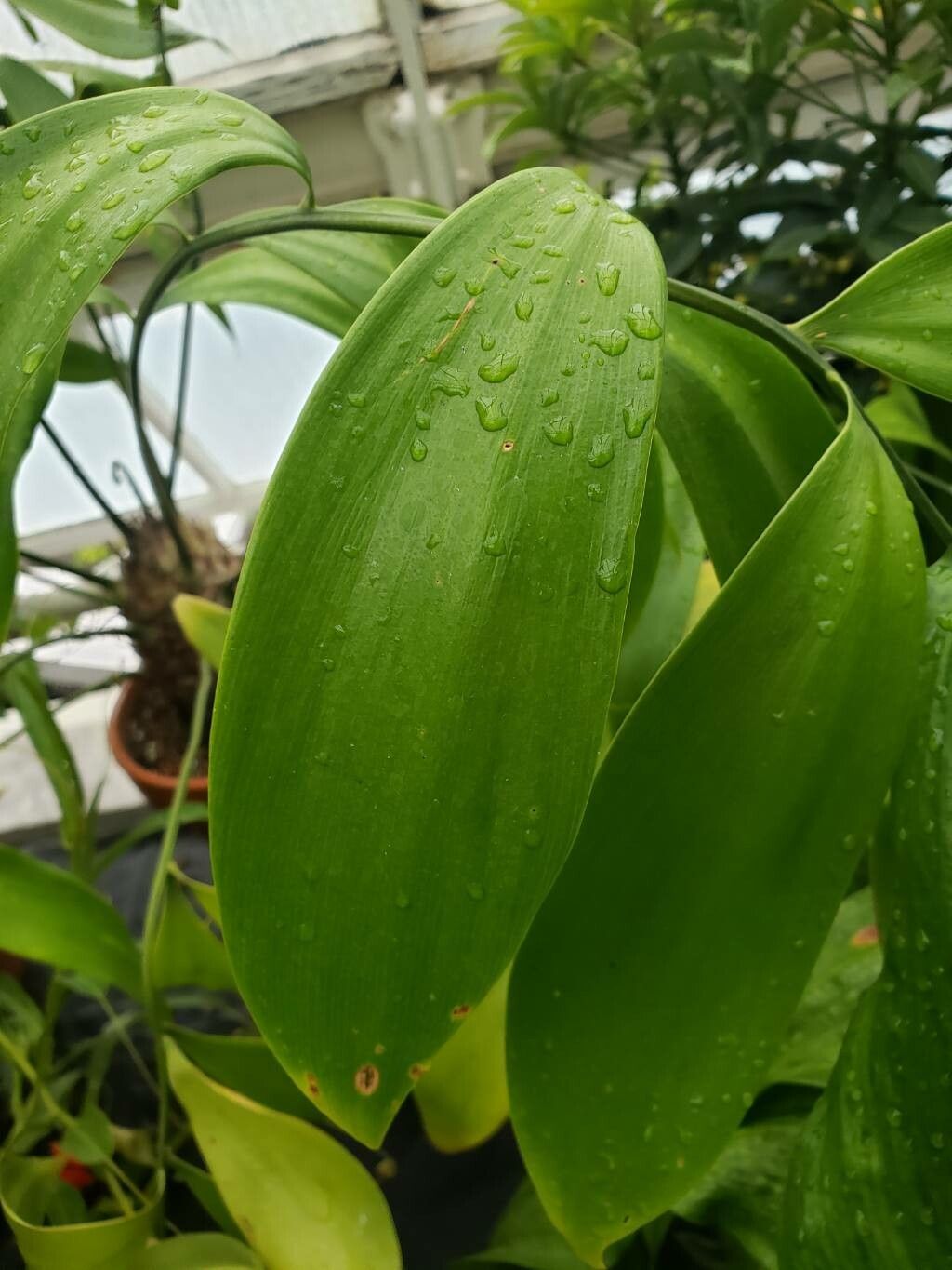 Zamia tuerckheimii — houseplant care guide