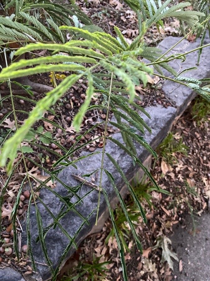 Acacia berlandieri — search result for 'Acacia'