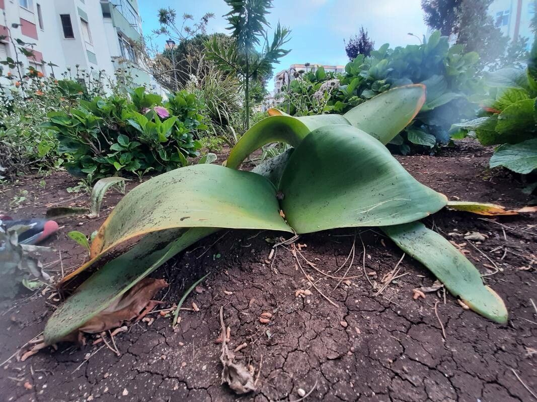 Haemanthus coccineus — related species from the same genus