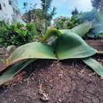 Haemanthus coccineus