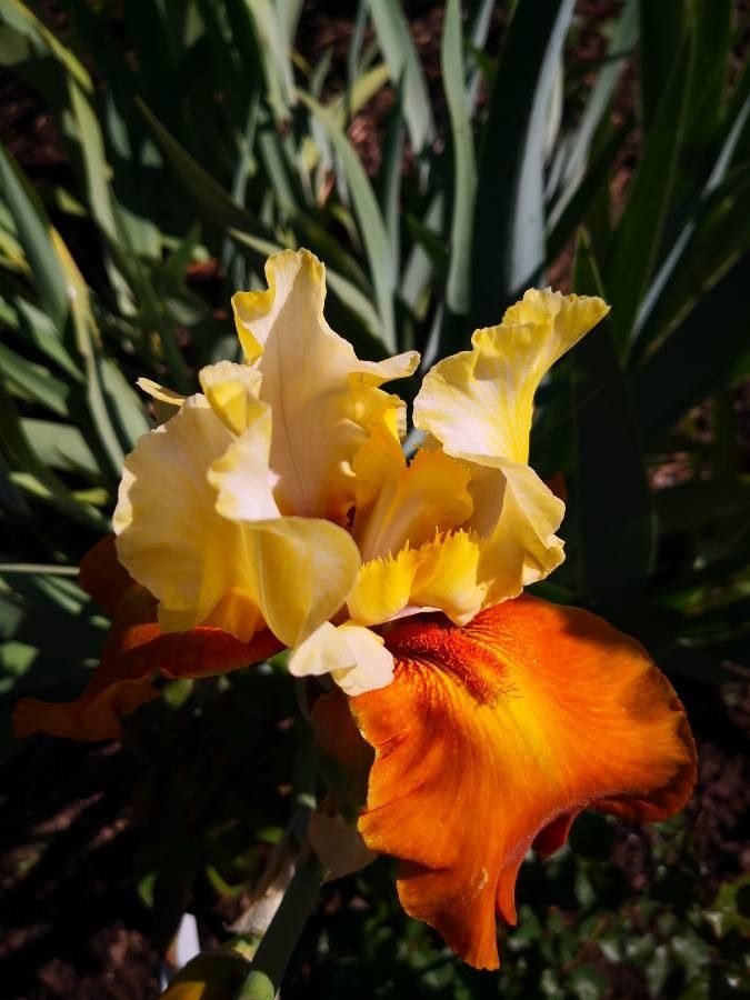 Iris barbatula flower