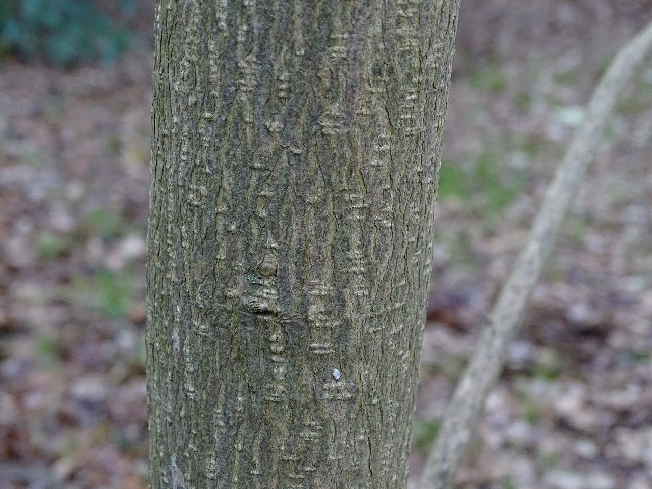 Emmenopterys henryi bark