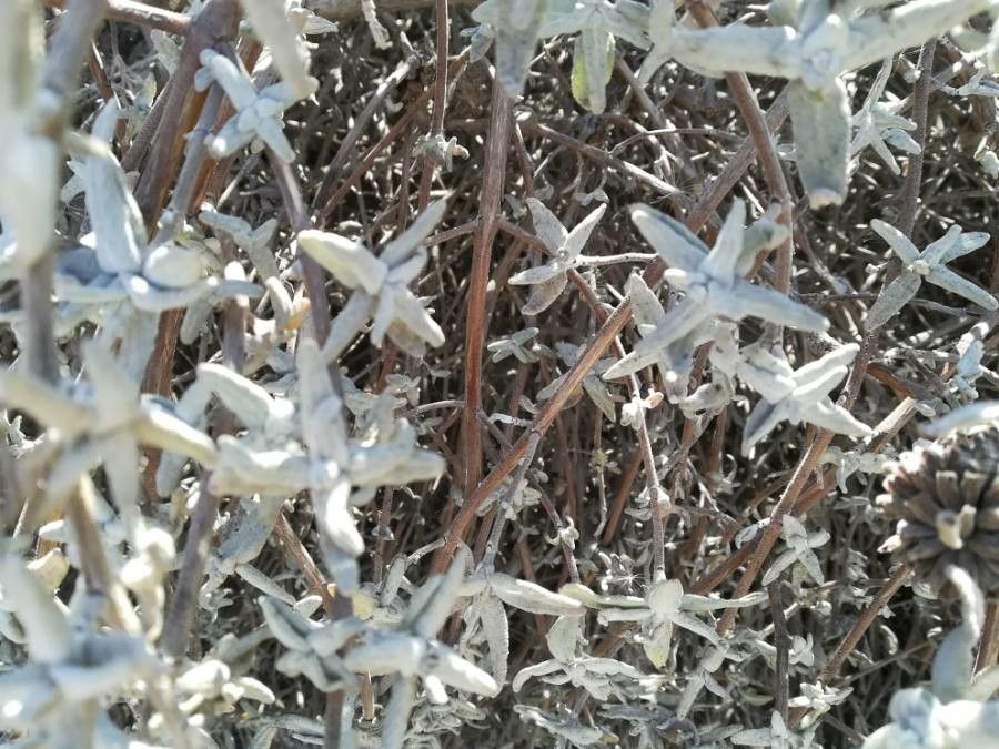 Salvia leucophylla fruit