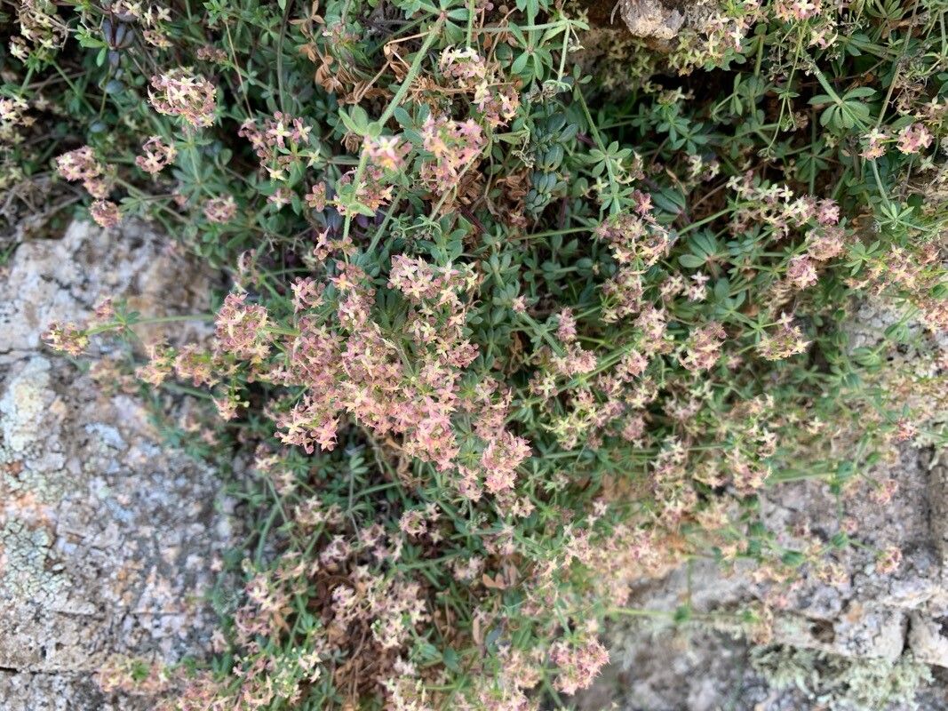 Galium corsicum flower