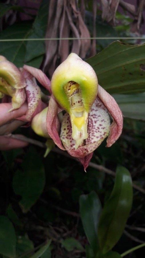 Catasetum maculatum flower