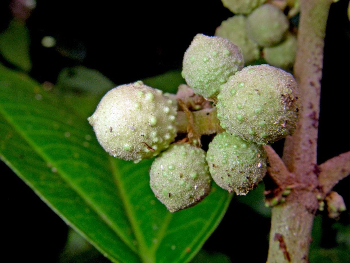 Miconia conosetifera fruit