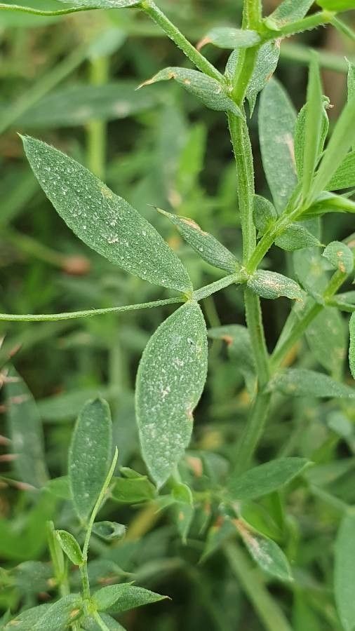 Lathyrus pratensis leaf