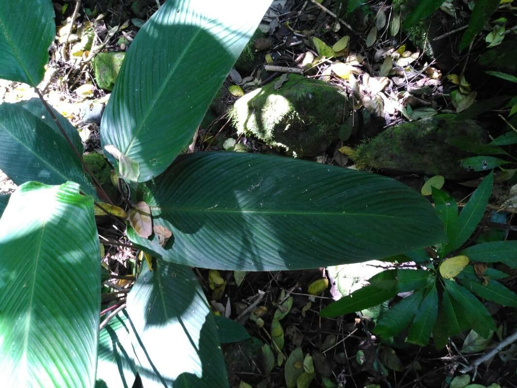 Goeppertia gloriana leaf