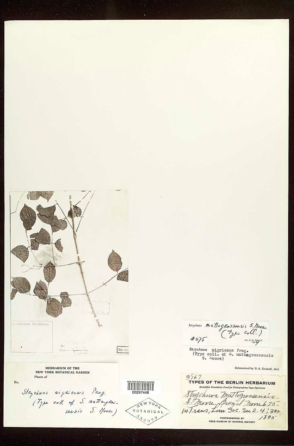 Strychnos mattogrossensis bark