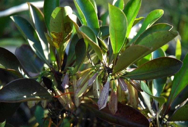 Thiollierea artensis habit