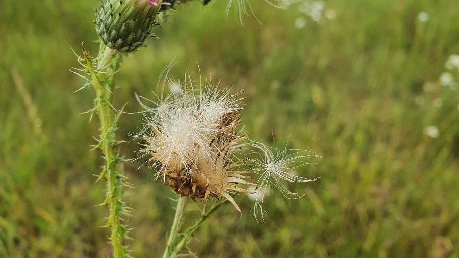 Carduus acanthoides fruit