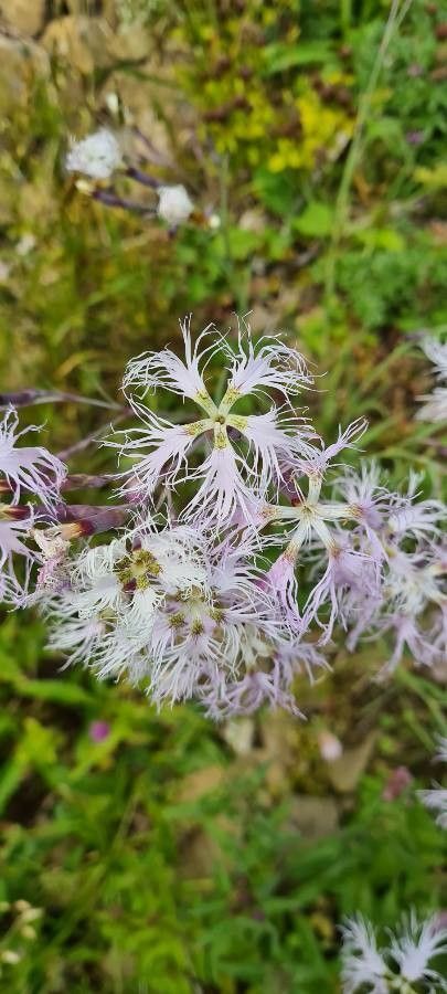 Dianthus superbus flower