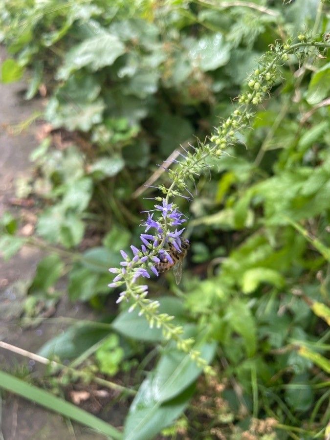 Veronica bachofenii flower