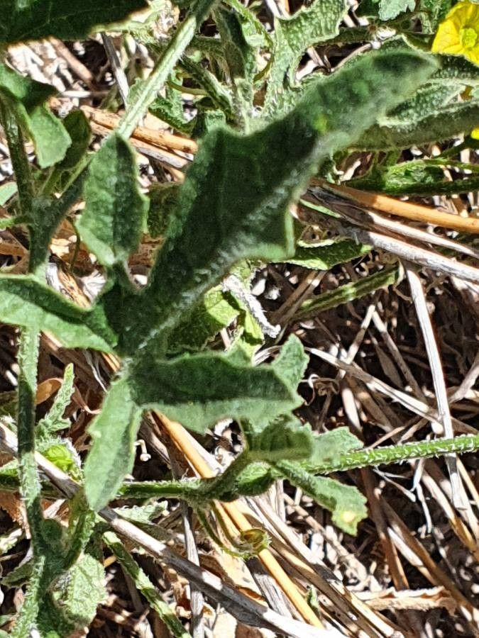 Cucumis ficifolius — search result for 'Cucumis'
