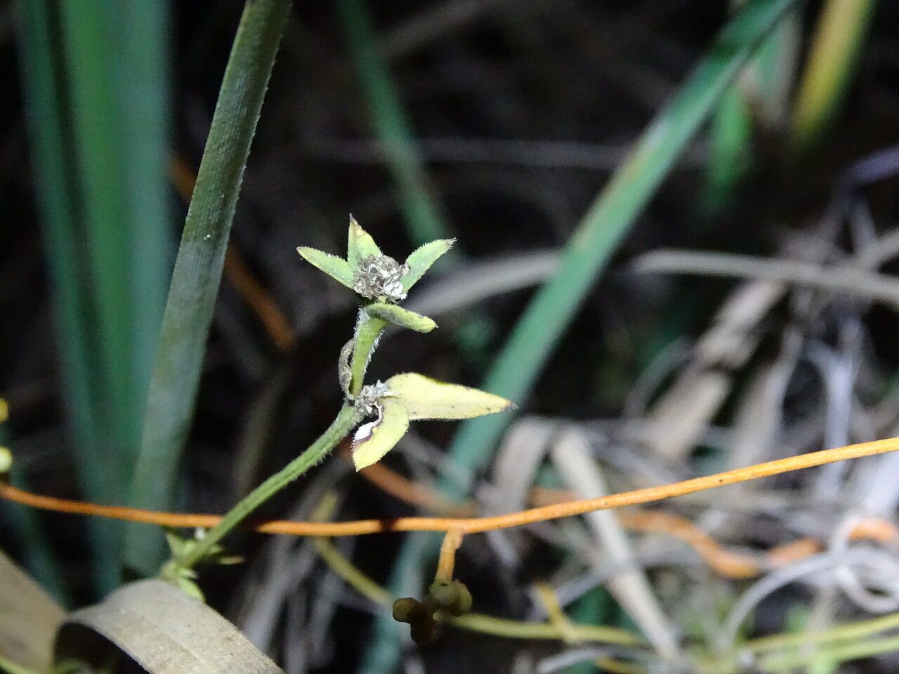 Lippia chevalieri leaf