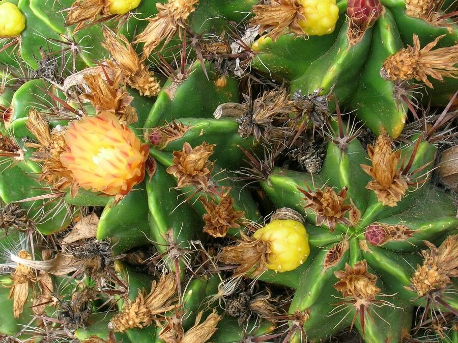 Ferocactus robustus flower