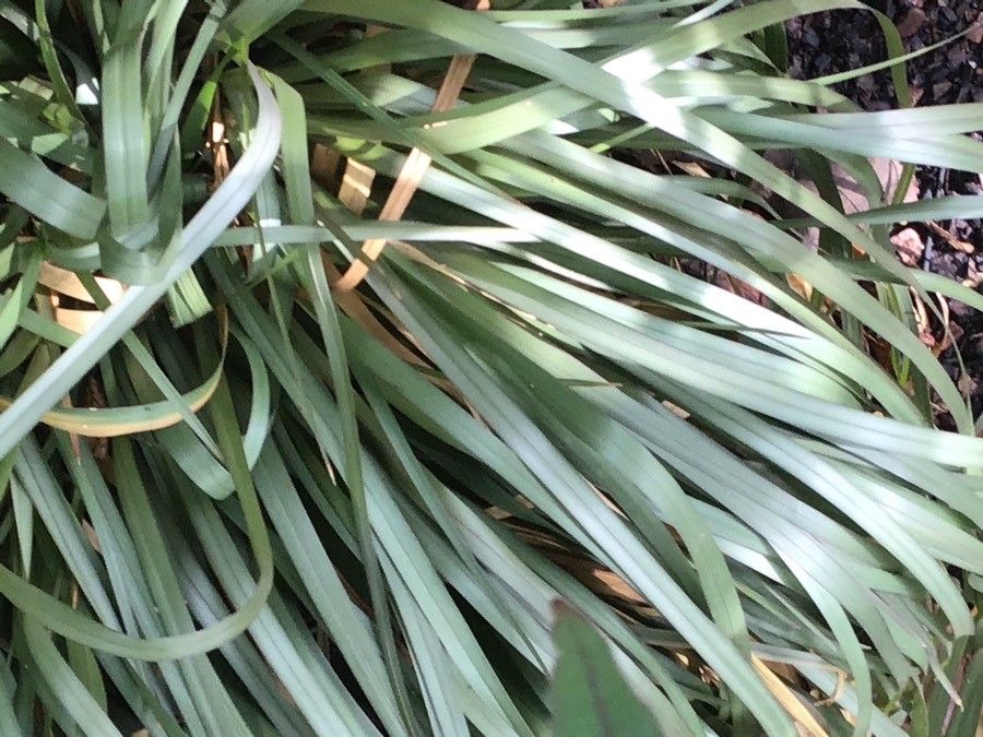 Chrysopogon argutus — related species from the same genus