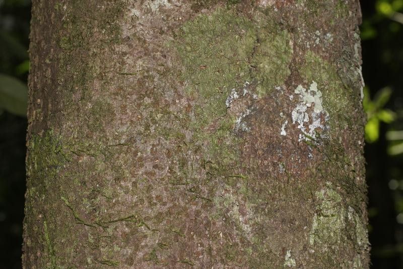 Sterculia frondosa — search result for 'Sterculia'