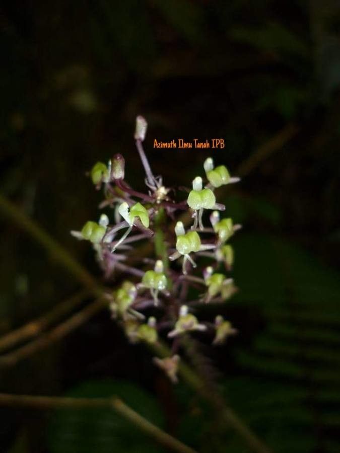 Liparis javanica — houseplant care guide