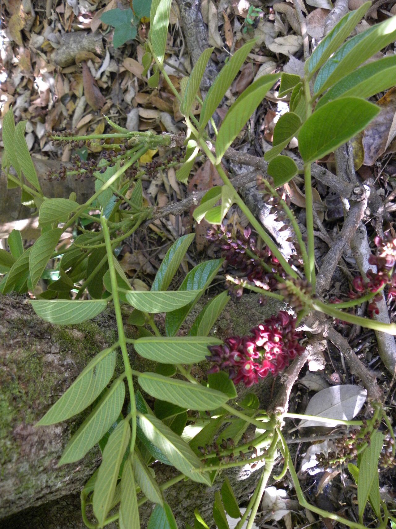 Lonchocarpus retifer flower