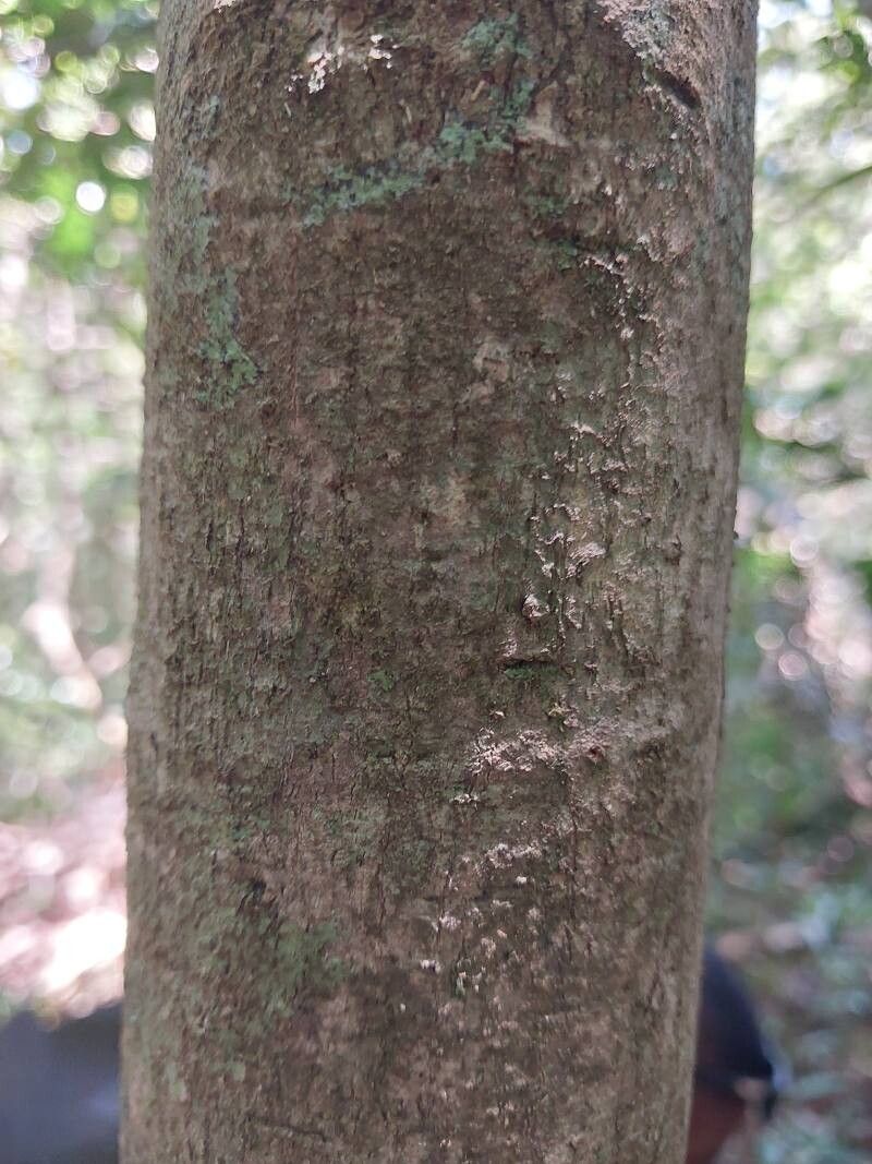 Gaertnera arenaria bark