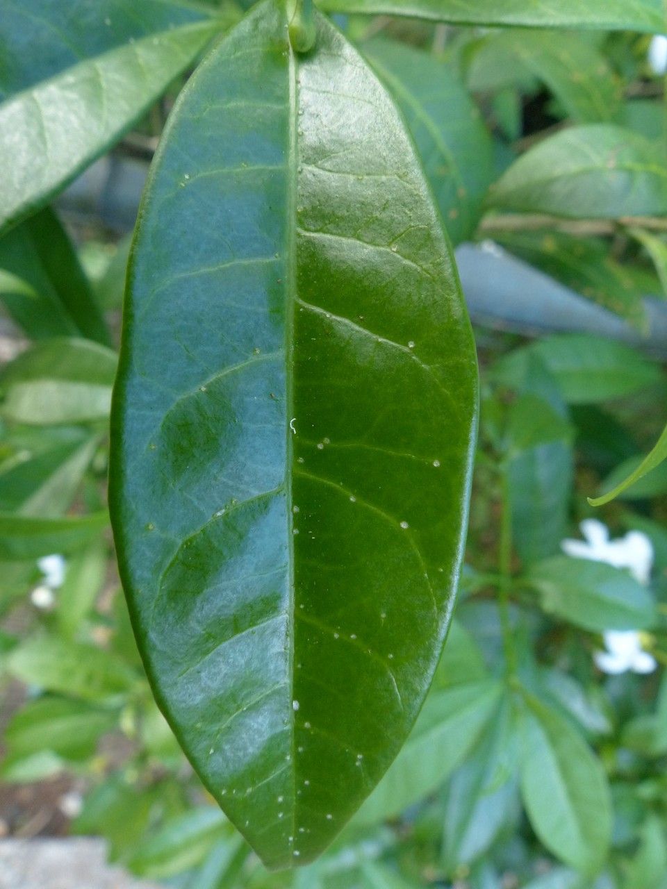 Ervatamia coronaria — search result for 'Tabernaemontana'