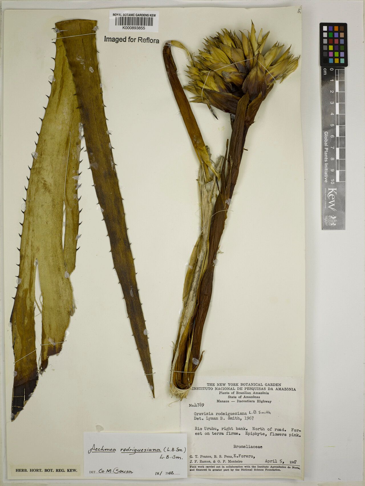 Aechmea rodriguesiana — search result for 'Aechmea'