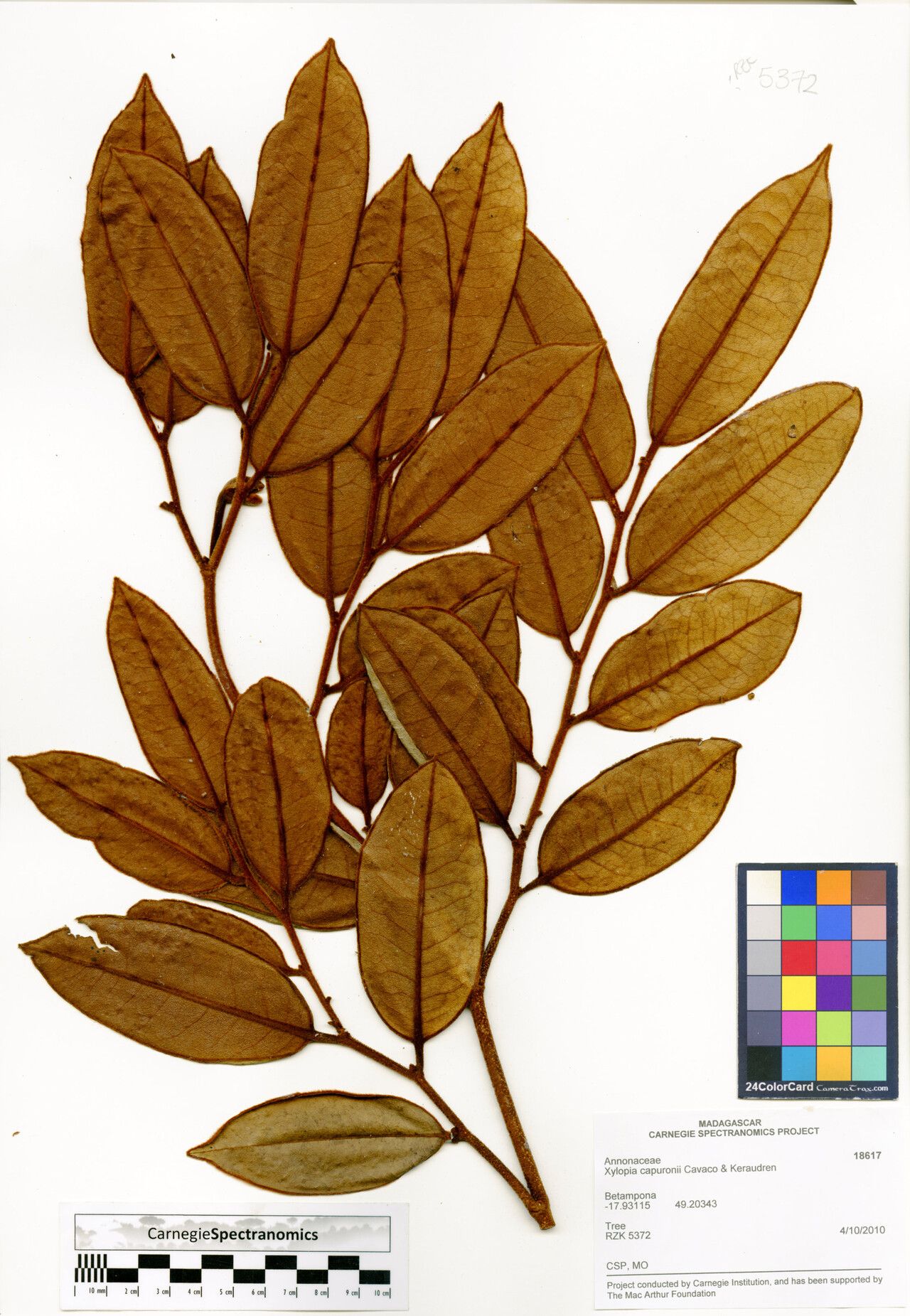 Xylopia capuronii — search result for 'Xylopia'