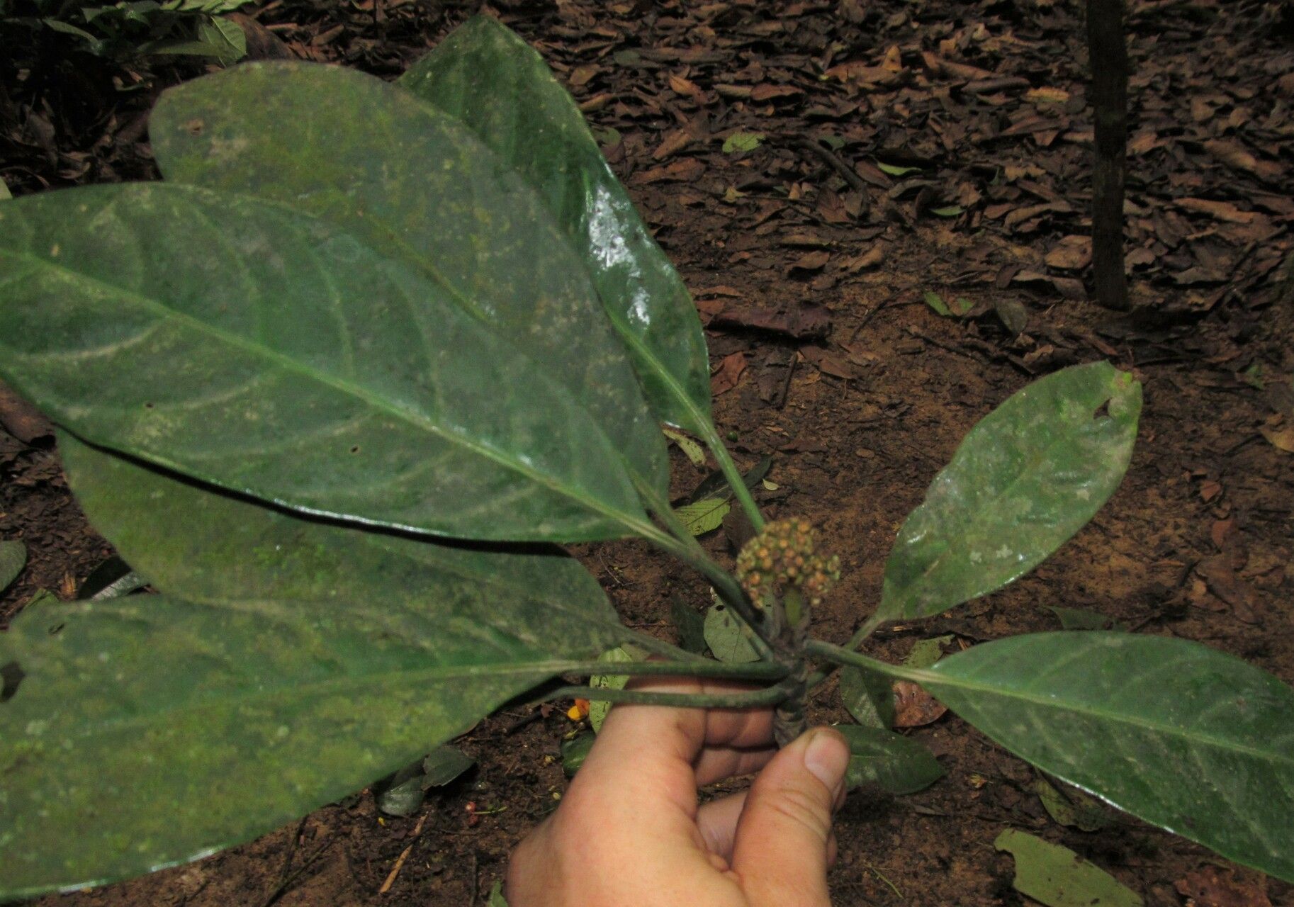 Psychotria dorotheae — houseplant care guide